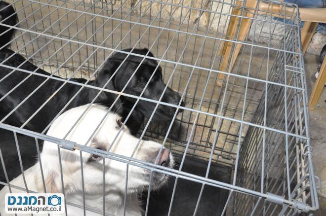 תמונה גדולה